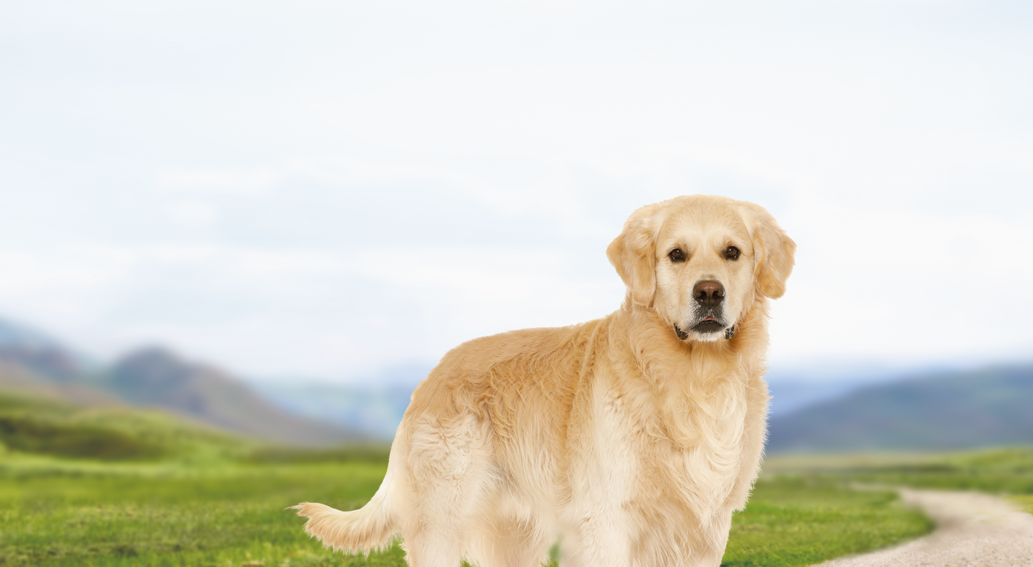 Sausas šunų ėdalas, skirtas suaugusiems auksaspalviams retriveriams